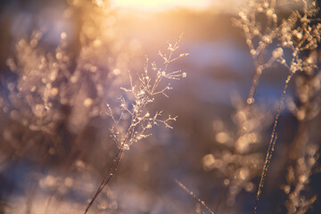 桂花的花期是多少天