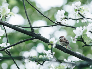 《红楼梦》人物描写是什么？